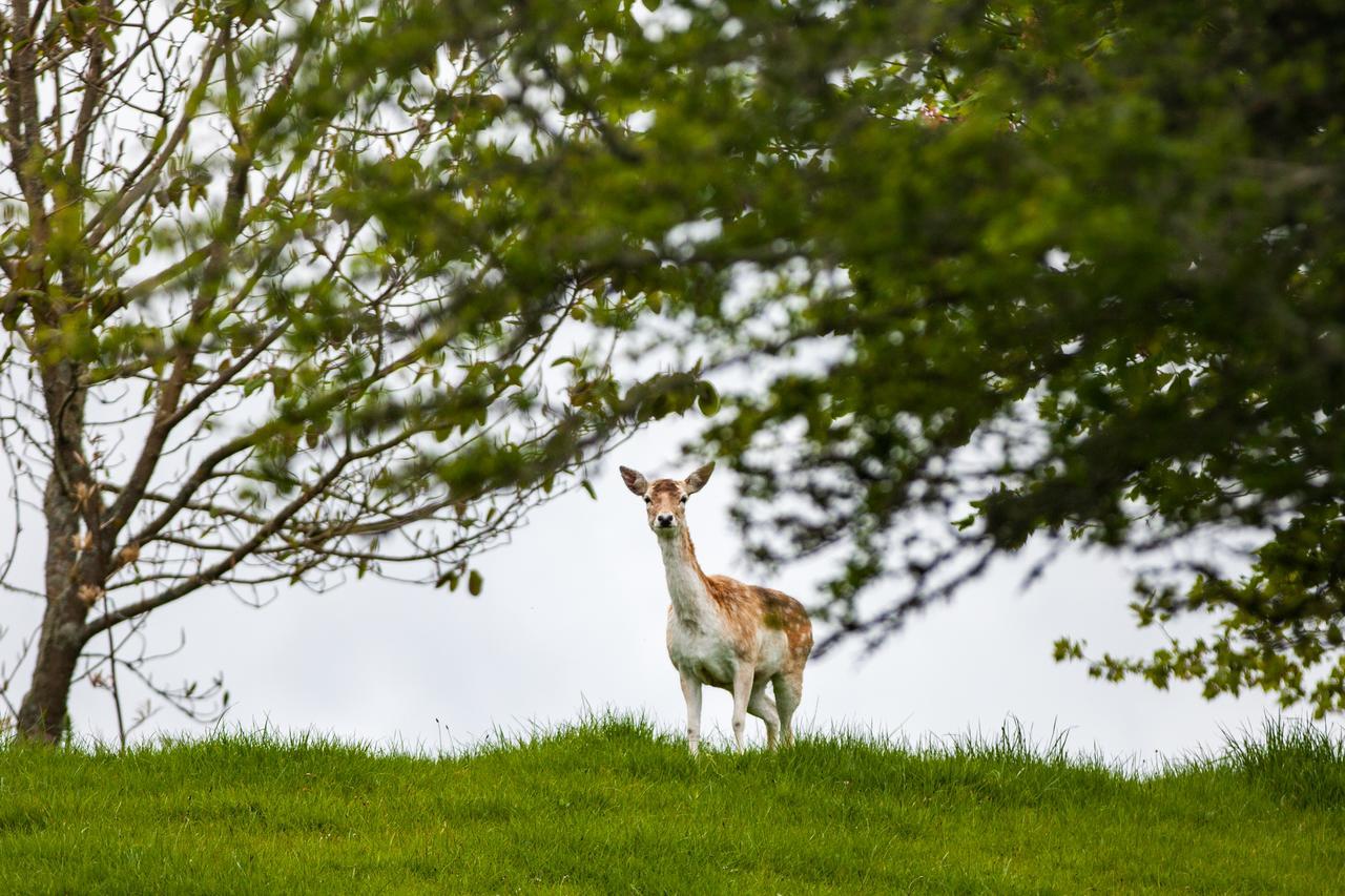 Clover Downs Homestead Rotorua Buitenkant foto